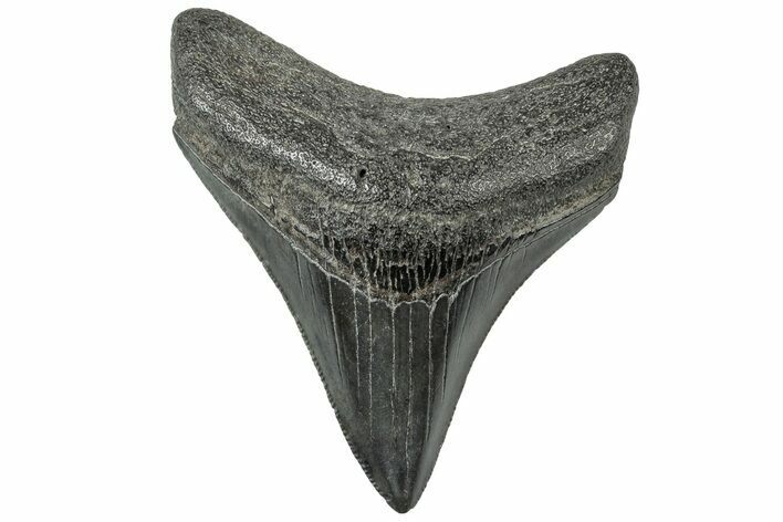 Serrated, Juvenile Megalodon Tooth - South Carolina #312099
